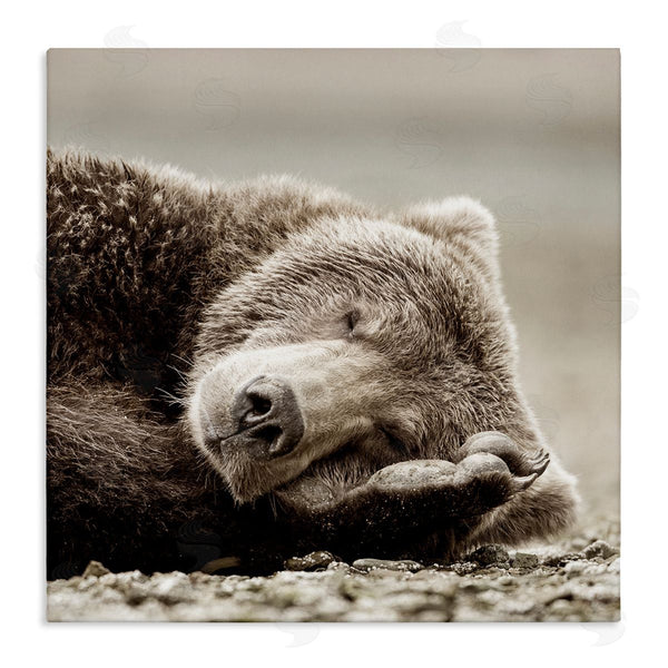 stupell industries Danita Delimont | Cozy Sleeping Bear