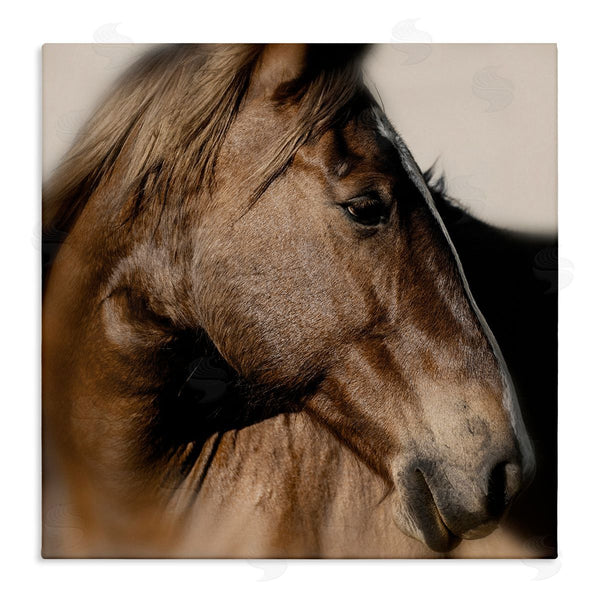 stupell industries Danita Delimont | Elegant Brown Horse Close Up