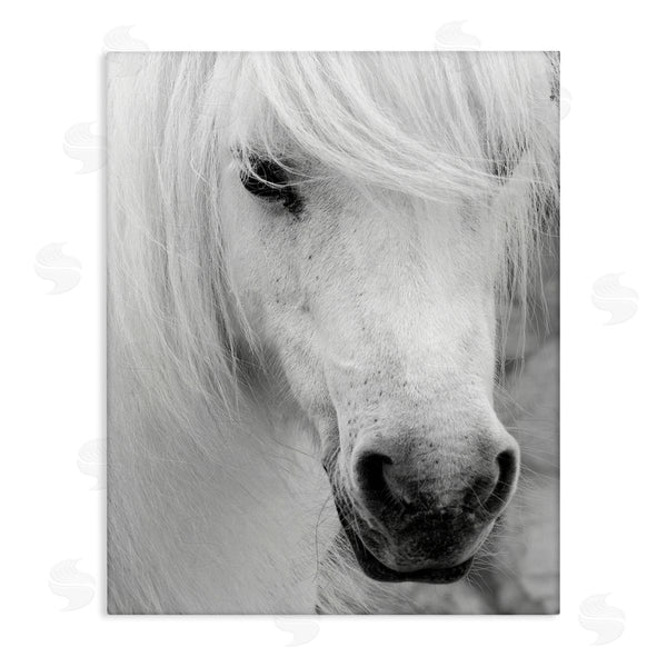 stupell industries Danita Delimont | Elegant White Horse Stallion Wall Art