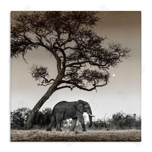 stupell industries Danita Delimont | Elephant & Curved Desert Tree