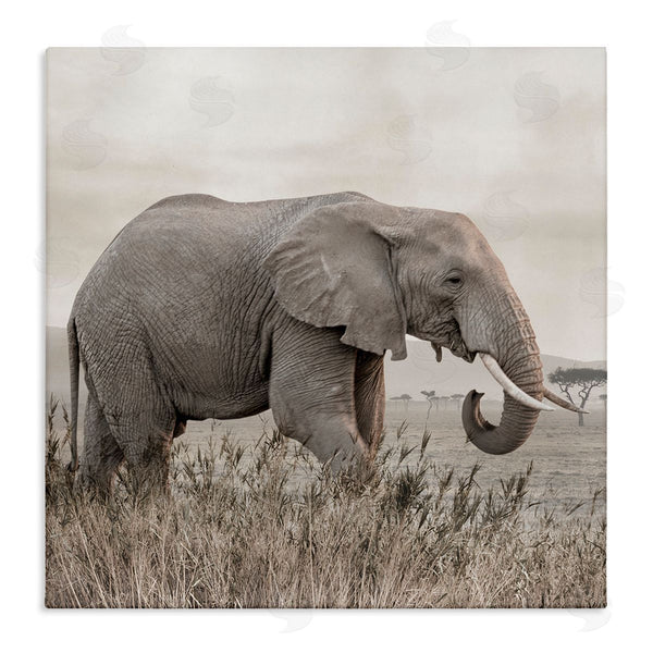 stupell industries Danita Delimont | Elephant Strolling Savanna