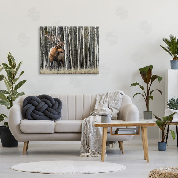 Stupell Industries Danita Delimont | Elk Looming Out Birch Trees Animal Forest Photograph Wall Art
