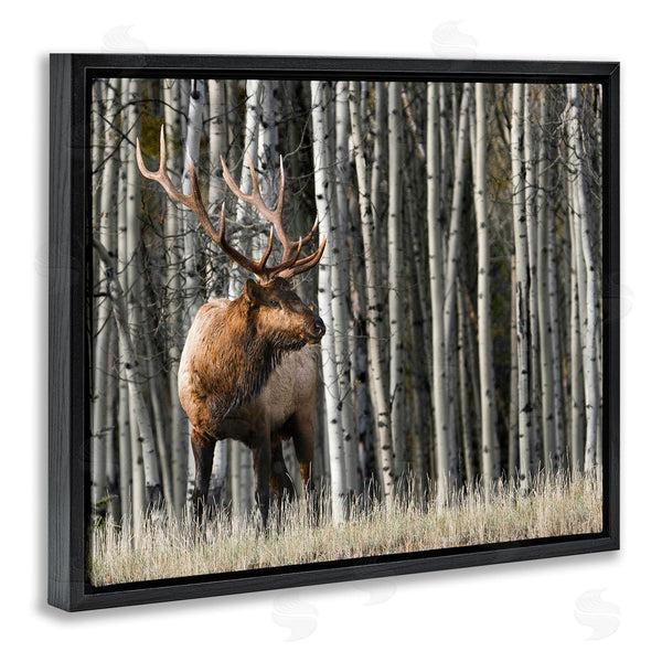 Stupell Industries Danita Delimont | Elk Looming Out Birch Trees Animal Forest Photograph Wall Art