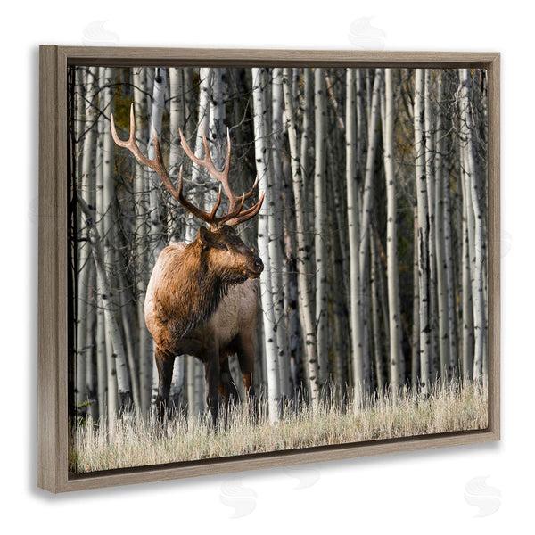 Stupell Industries Danita Delimont | Elk Looming Out Birch Trees Animal Forest Photograph Wall Art