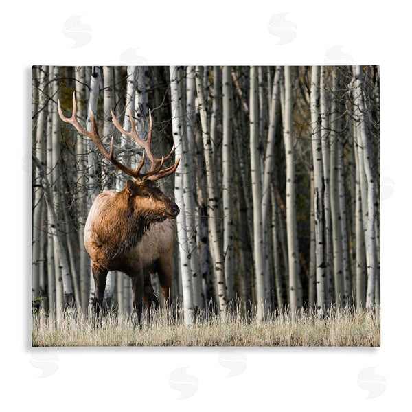 stupell industries Danita Delimont | Elk Looming Out Birch Trees Animal Forest Photograph Wall Art