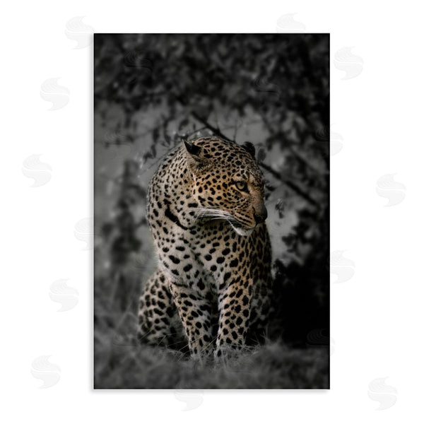 stupell industries Danita Delimont | Fierce Cheetah in Nature