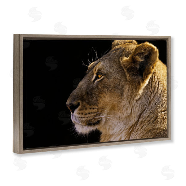 Stupell Industries Danita Delimont | Fierce Lion Looking Left Wall Art