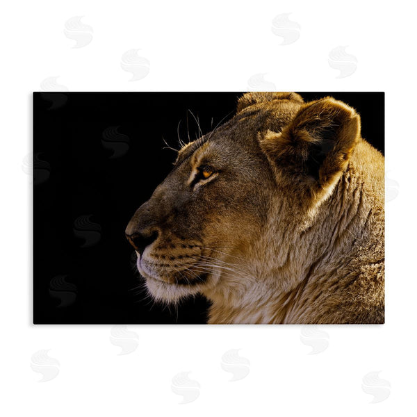 stupell industries Danita Delimont | Fierce Lion Looking Left Wall Art