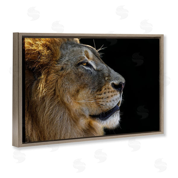 Stupell Industries Danita Delimont | Fierce Lion Looking Right Wall Art