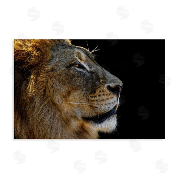 stupell industries Danita Delimont | Fierce Lion Looking Right Wall Art