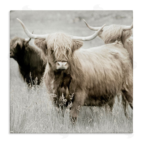 stupell industries Danita Delimont | Highland Cattle Country Meadow Wall Art