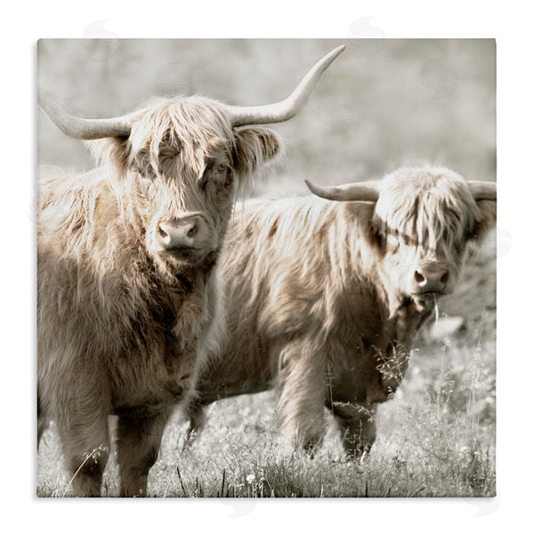 stupell industries Danita Delimont | Highland Cattle Pair Grazing Wall Art