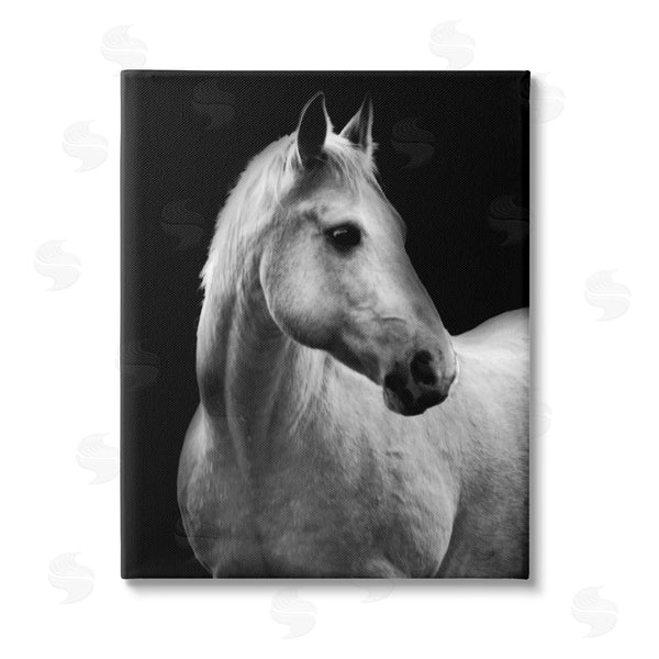 stupell industries Danita Delimont | Horse on Black Portrait Wall Art