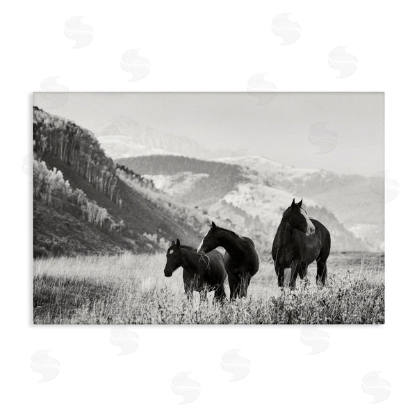 stupell industries Danita Delimont | Horse Trio on Mountainside