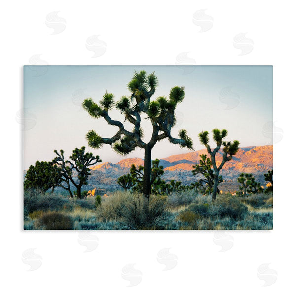 stupell industries Danita Delimont | Joshua Trees in Vast Desert