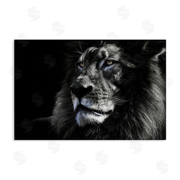 stupell industries Danita Delimont | Lion Portrait Close Up
