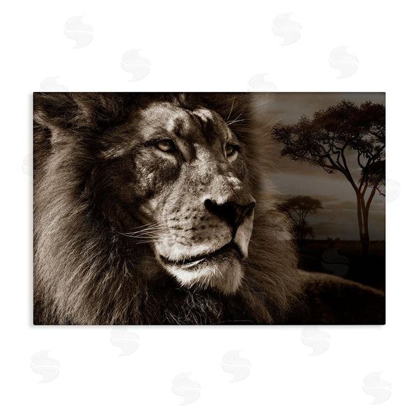 stupell industries Danita Delimont | Lion Portrait over Savanna
