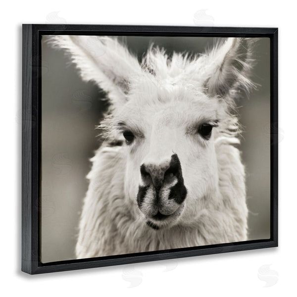 Stupell Industries Danita Delimont | Llama Gazing Portrait