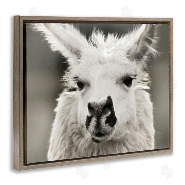 Stupell Industries Danita Delimont | Llama Gazing Portrait