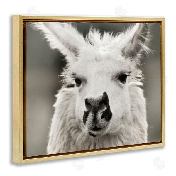 Stupell Industries Danita Delimont | Llama Gazing Portrait