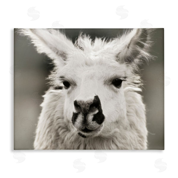 stupell industries Danita Delimont | Llama Gazing Portrait