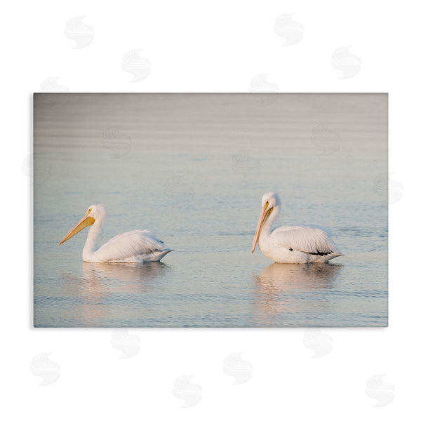 stupell industries Danita Delimont | Pelicans on Calm Waters