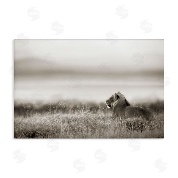 stupell industries Danita Delimont | Resting Lion in Savanna Grass