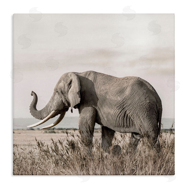 stupell industries Danita Delimont | Serene Elephant in Nature