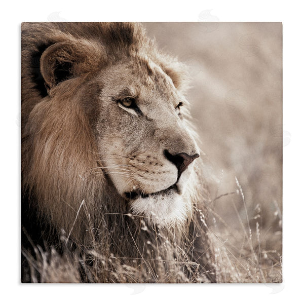 stupell industries Danita Delimont | Strong Gazing Lion Wall Art