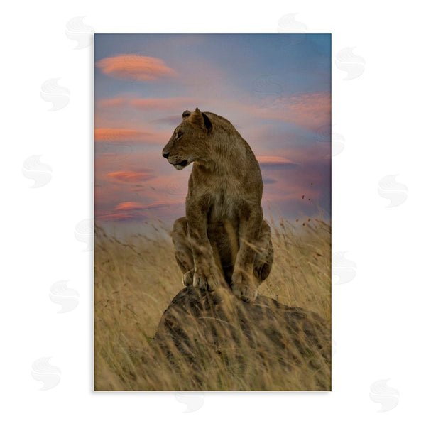 stupell industries Danita Delimont | Strong Lioness at Sunset