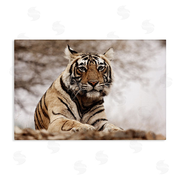 stupell industries Danita Delimont | Strong Tiger Atop Hill