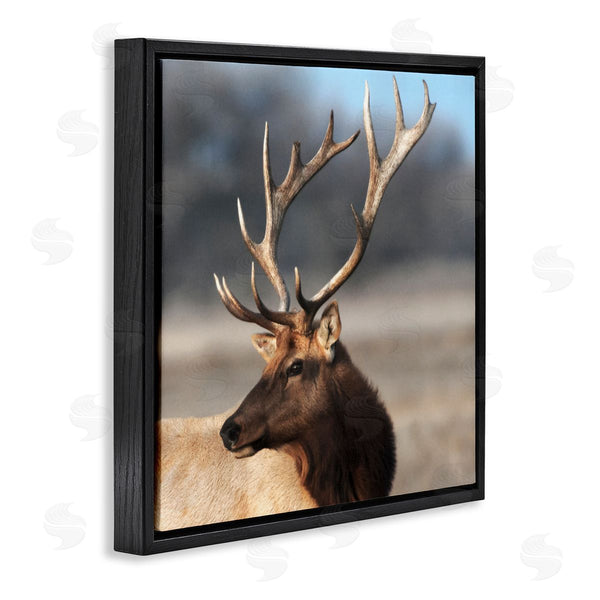 Stupell Industries Danita Delimont | Stunning Elk Portrait