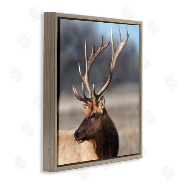 Stupell Industries Danita Delimont | Stunning Elk Portrait