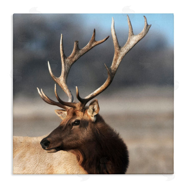 stupell industries Danita Delimont | Stunning Elk Portrait