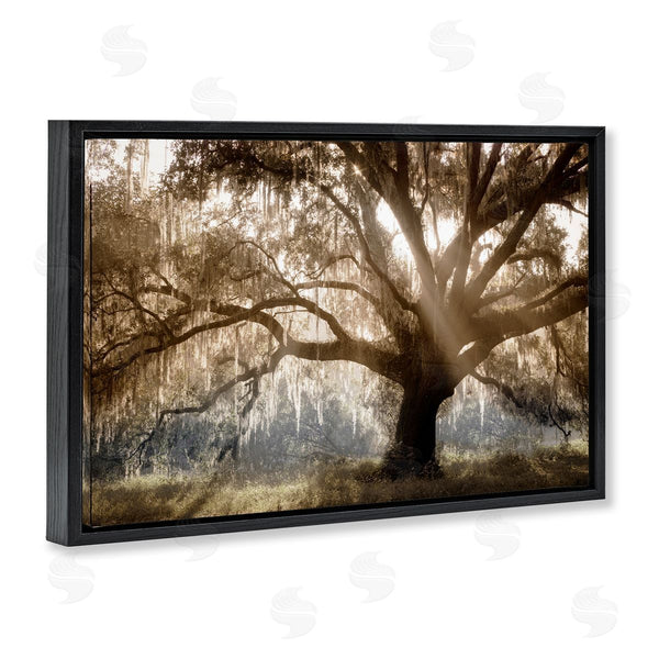 Stupell Industries Danita Delimont | Sun Streak Through Tree