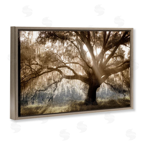 Stupell Industries Danita Delimont | Sun Streak Through Tree