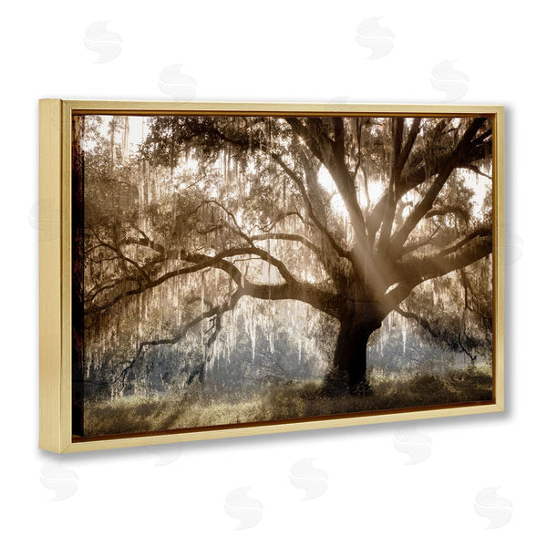 Stupell Industries Danita Delimont | Sun Streak Through Tree