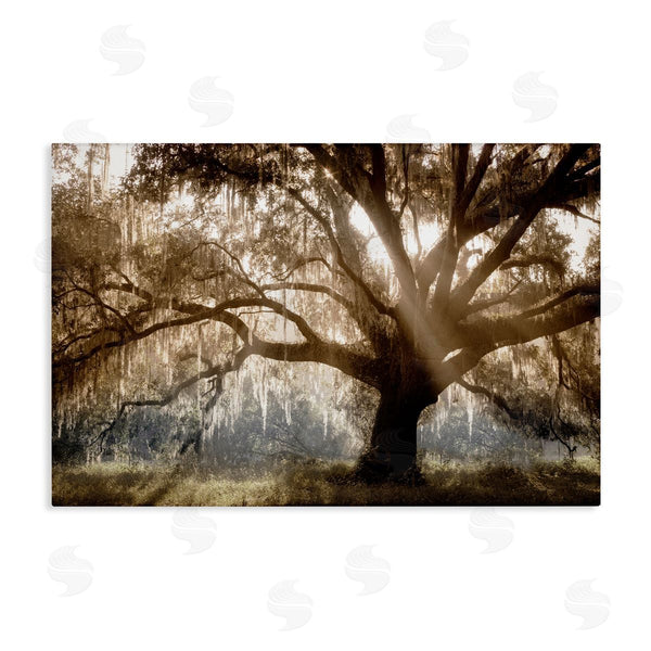 stupell industries Danita Delimont | Sun Streak Through Tree