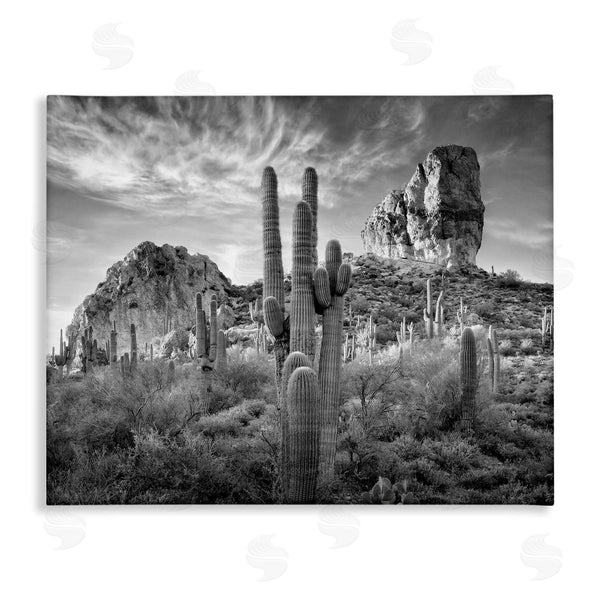 stupell industries David Drost | Looming Cacti & Canyon View