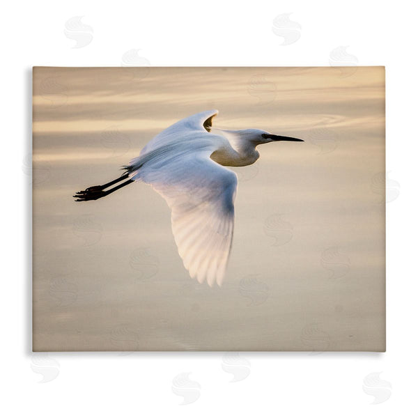 stupell industries David Lorenz | Egret Gliding Aerial View Wall Art