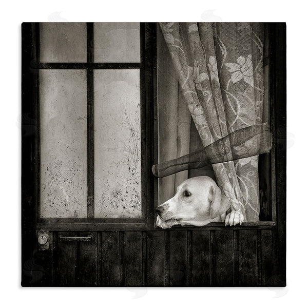 stupell industries David Lorenz | Labrador Dog Farmhouse Barn Door Wall Art