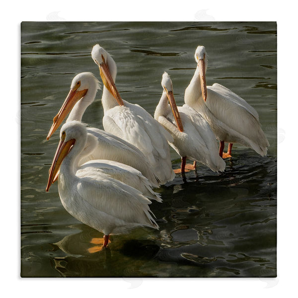 stupell industries David Lorenz | Pelican Birds Standing Shallow Water Wall Art