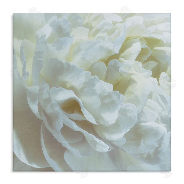 stupell industries David Pollard | Elegant White Petals