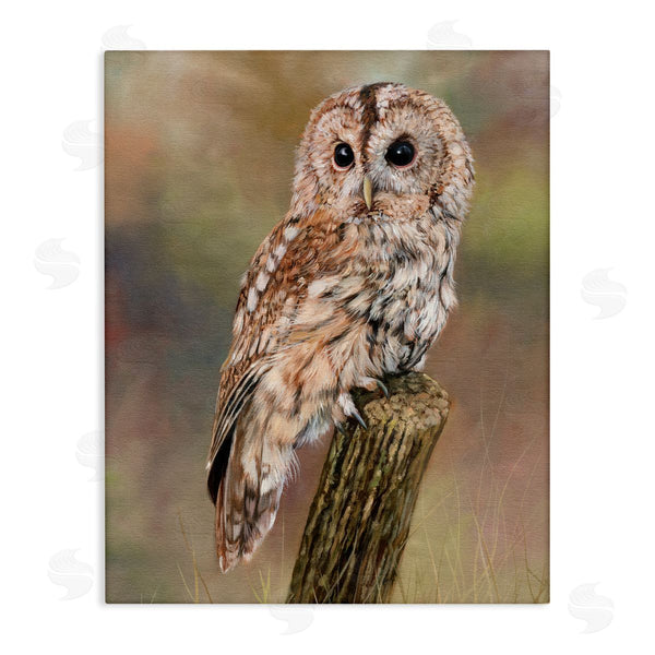 stupell industries David Stribbling | Brown Tawny Owl Perched Intricate Woodland Wildlife Painting Wall Art