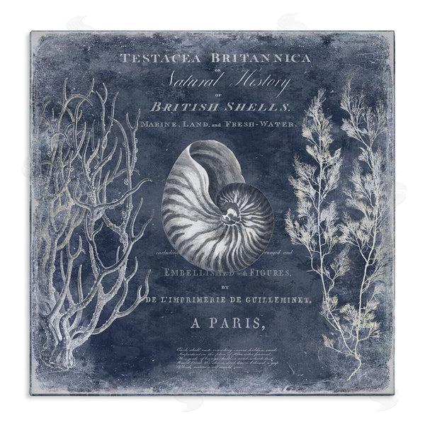 stupell industries Deborah Devellier | Vintage European Shells