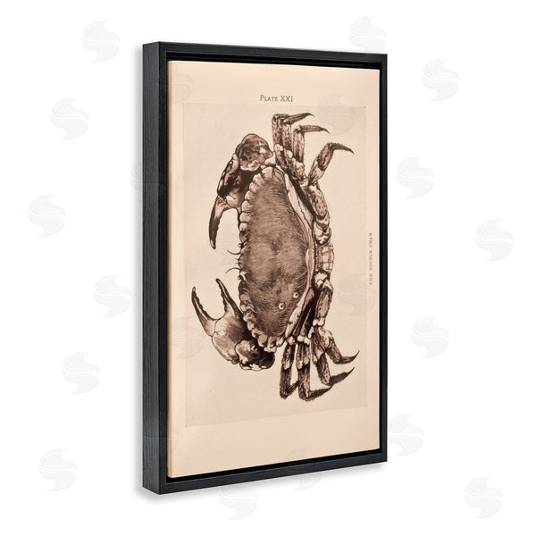 Stupell Industries Deborah Revell | Vintage Detail Crab
