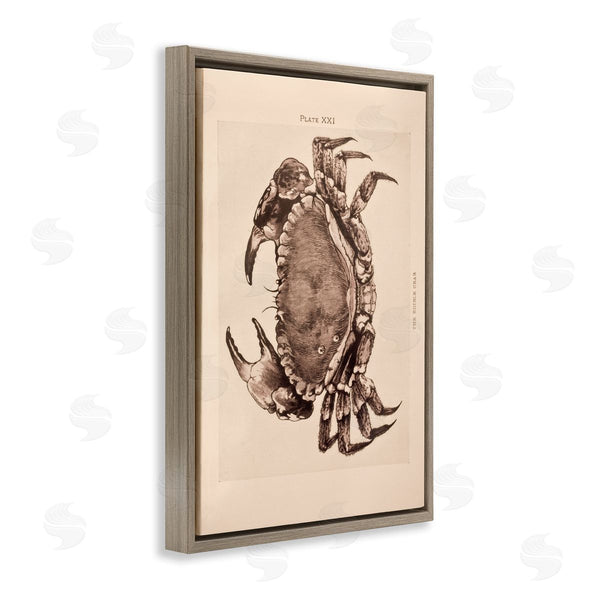 Stupell Industries Deborah Revell | Vintage Detail Crab