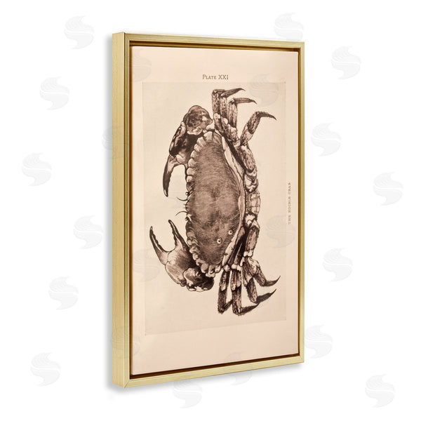 Stupell Industries Deborah Revell | Vintage Detail Crab