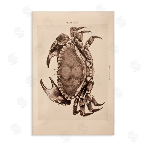 stupell industries Deborah Revell | Vintage Detail Crab