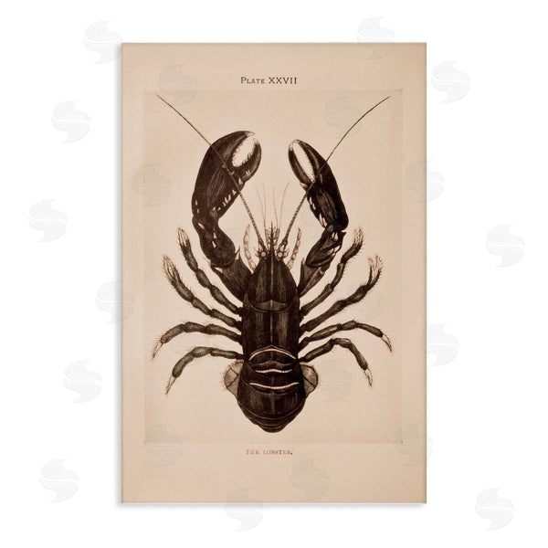 stupell industries Deborah Revell | Vintage Detail Lobster